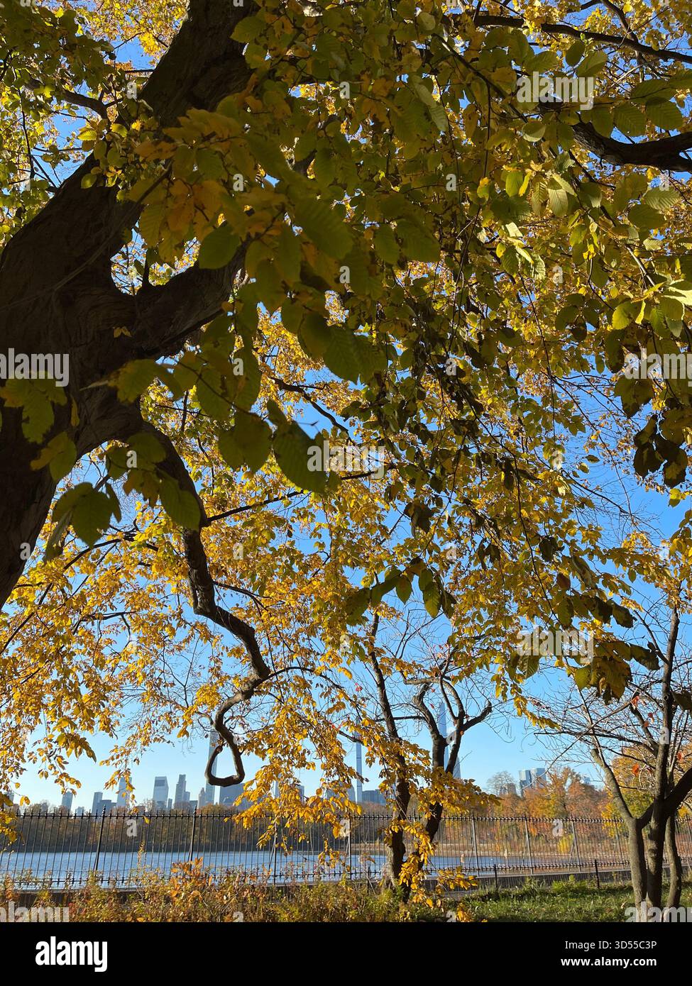 Autumn paints Central Park in gold and quiet magic. - Smartphone Captured Stock Image