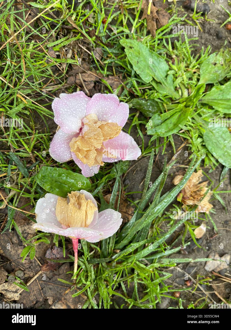 Soft pink cherry petals carpeting the paths of Central Park. - Smartphone Captured Stock Image