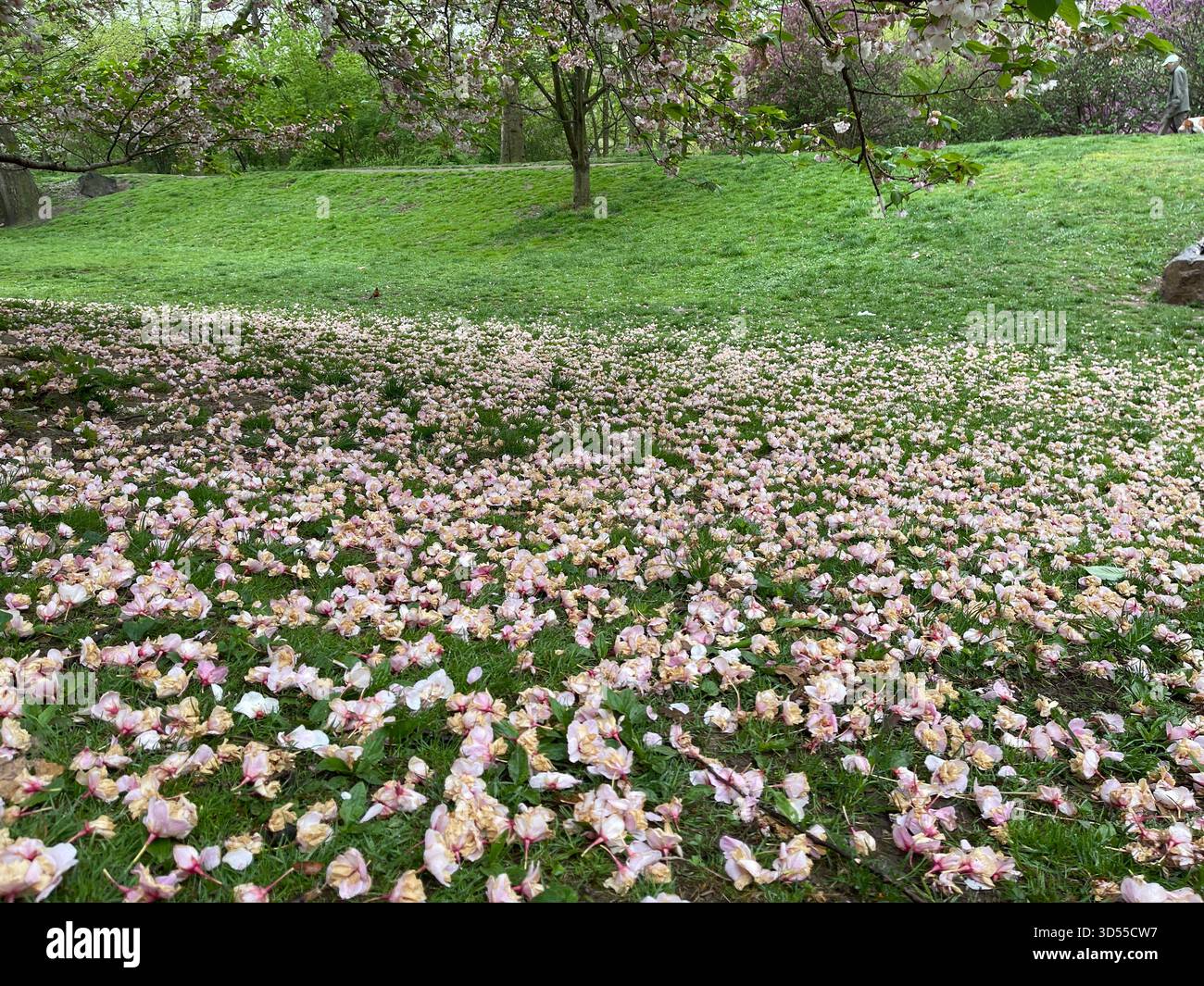 Soft pink cherry petals carpeting the paths of Central Park. - Smartphone Captured Stock Image