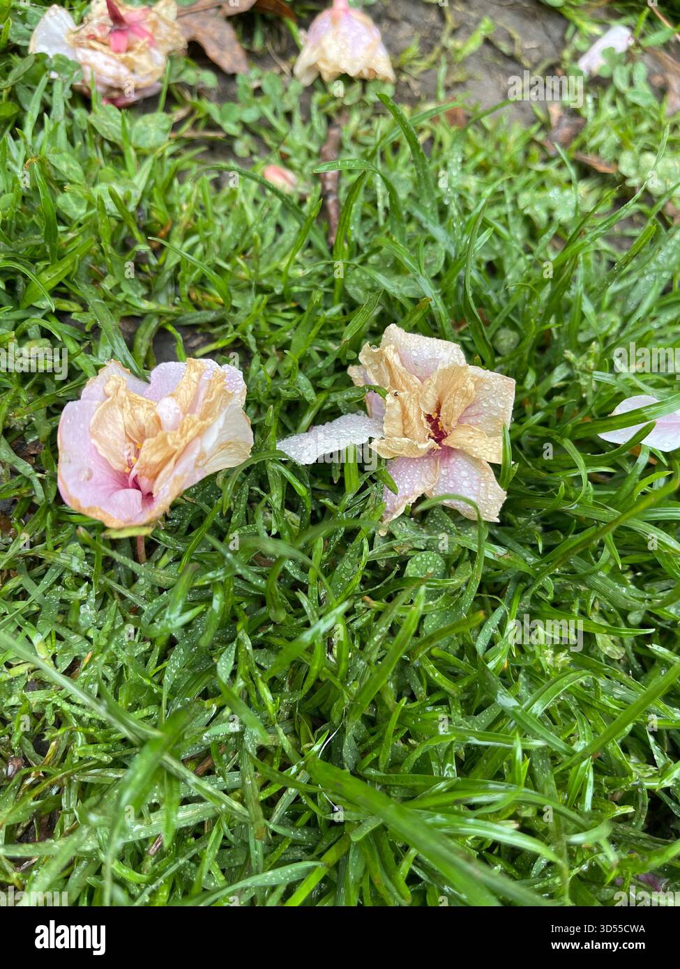 Soft pink cherry petals carpeting the paths of Central Park. - Smartphone Captured Stock Image