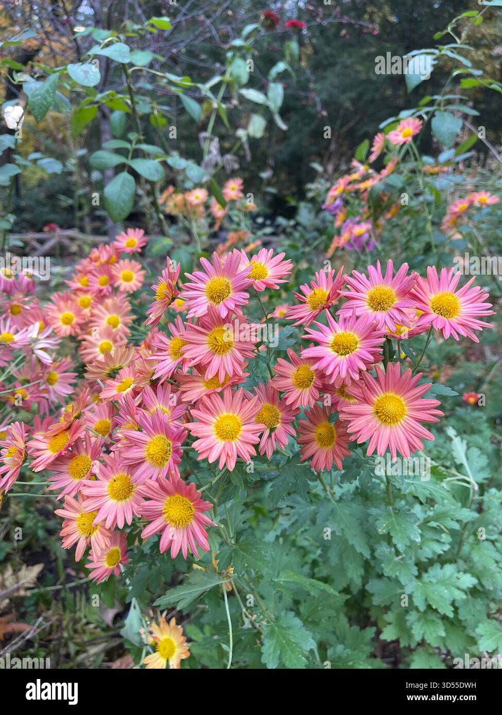 Chrysanthemums in full bloom, adding vibrant color to Central Park’s gardens. - Smartphone Captured Stock Image