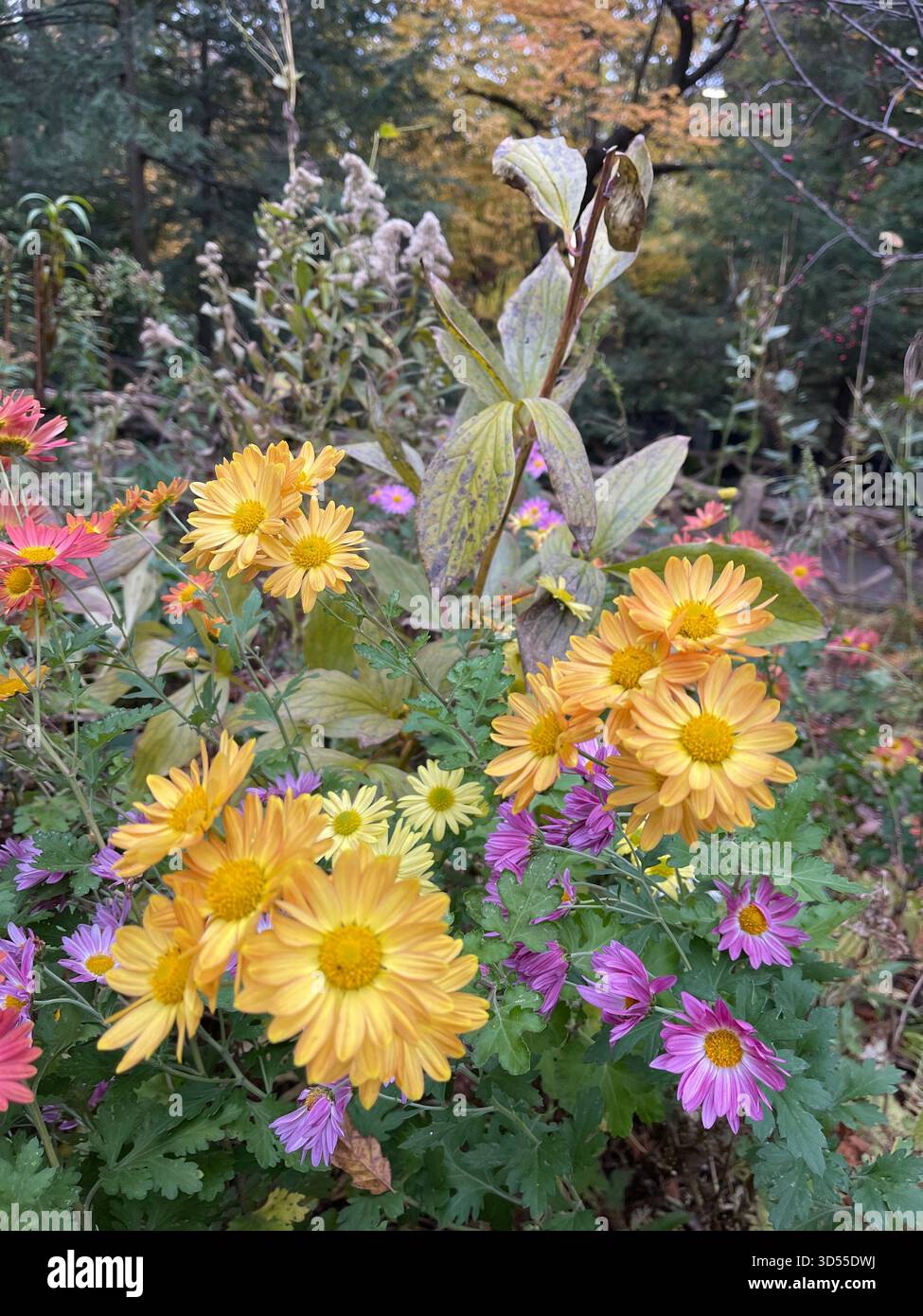 Chrysanthemums in full bloom, adding vibrant color to Central Park’s gardens. - Smartphone Captured Stock Image