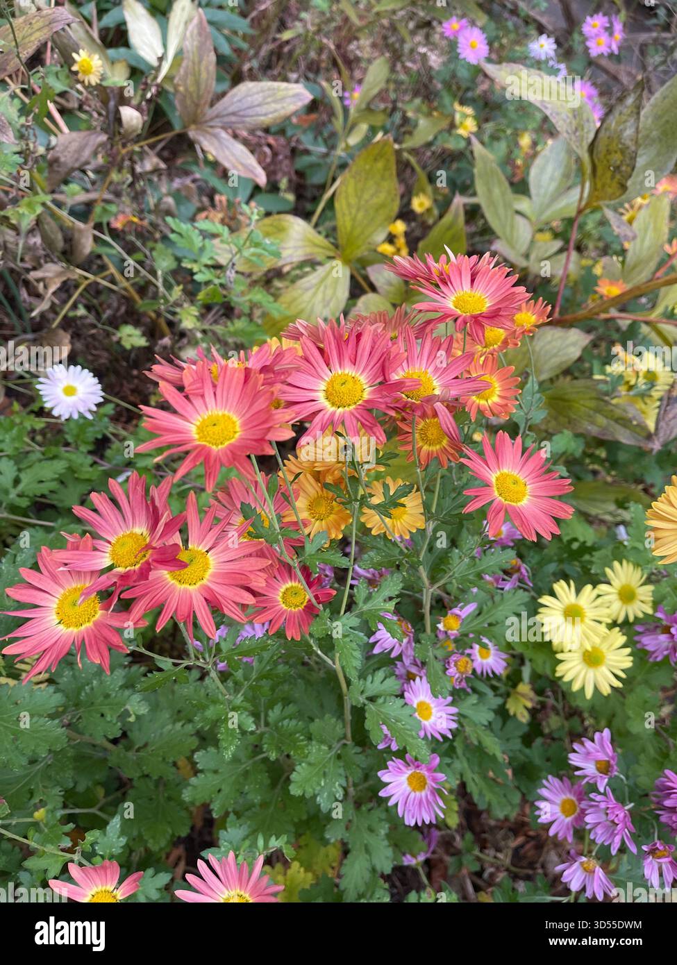Chrysanthemums in full bloom, adding vibrant color to Central Park’s gardens. - Smartphone Captured Stock Image