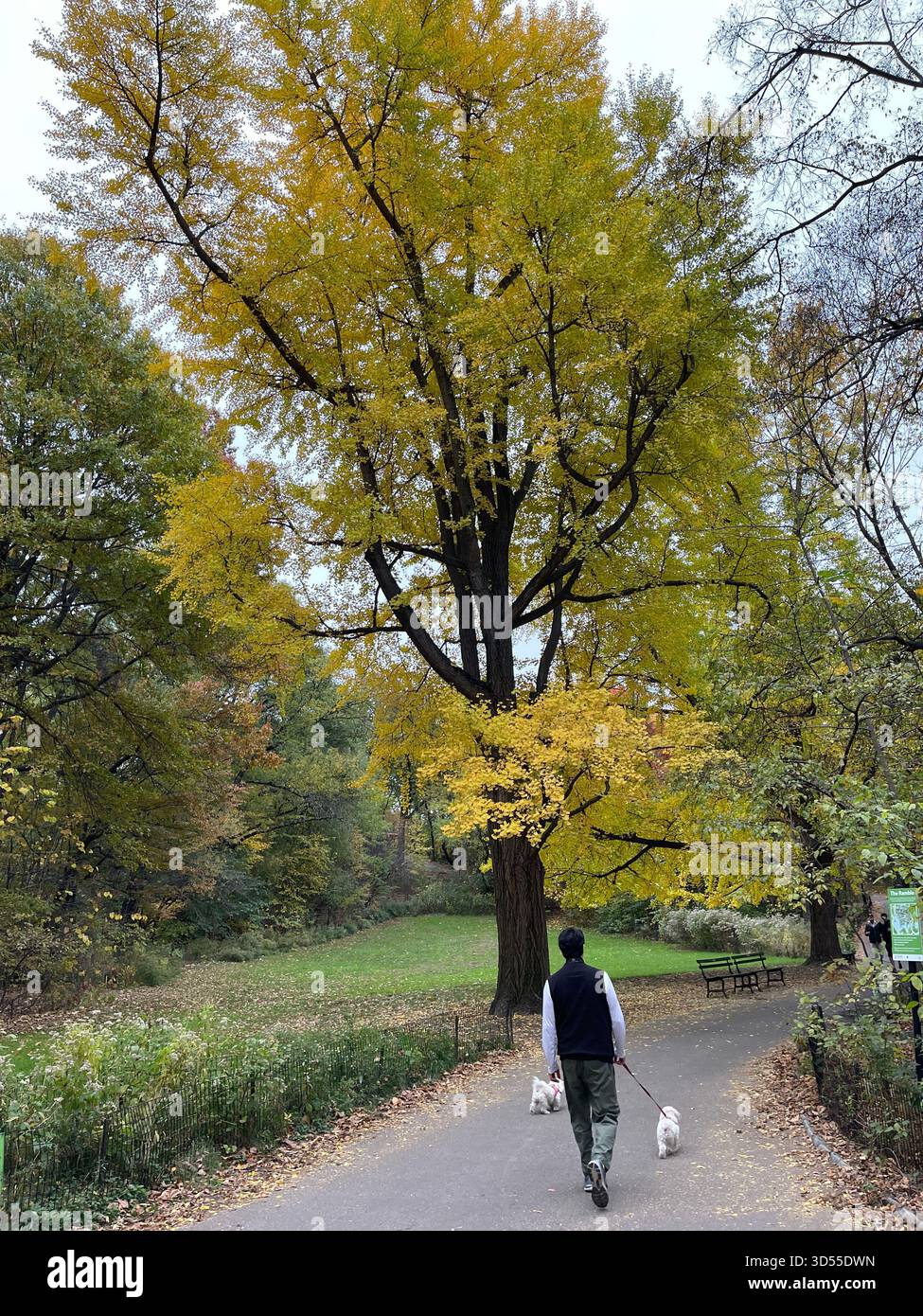 Dogs stroll through Central Park, soaking in the beauty of autumn in New York City. - Smartphone Captured Stock Image