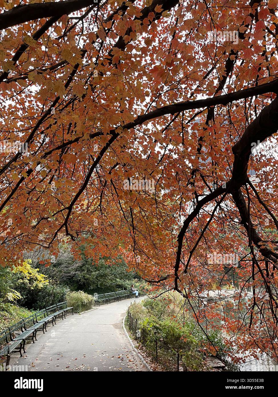Autumn paints Central Park in gold and quiet magic. - Smartphone Captured Stock Image