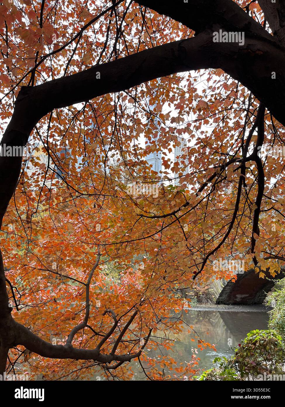 Autumn paints Central Park in gold and quiet magic. - Smartphone Captured Stock Image