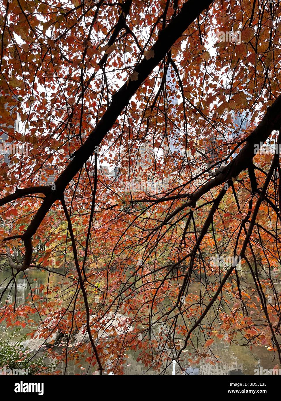 Autumn paints Central Park in gold and quiet magic. - Smartphone Captured Stock Image