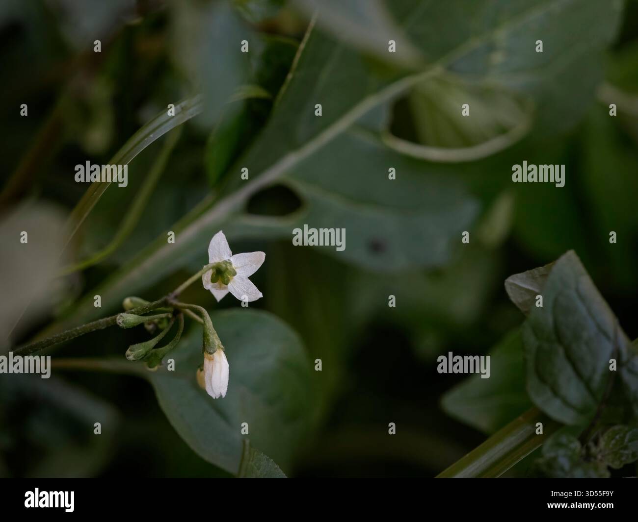 White flowers wild semi hi-res stock photography and images - Alamy