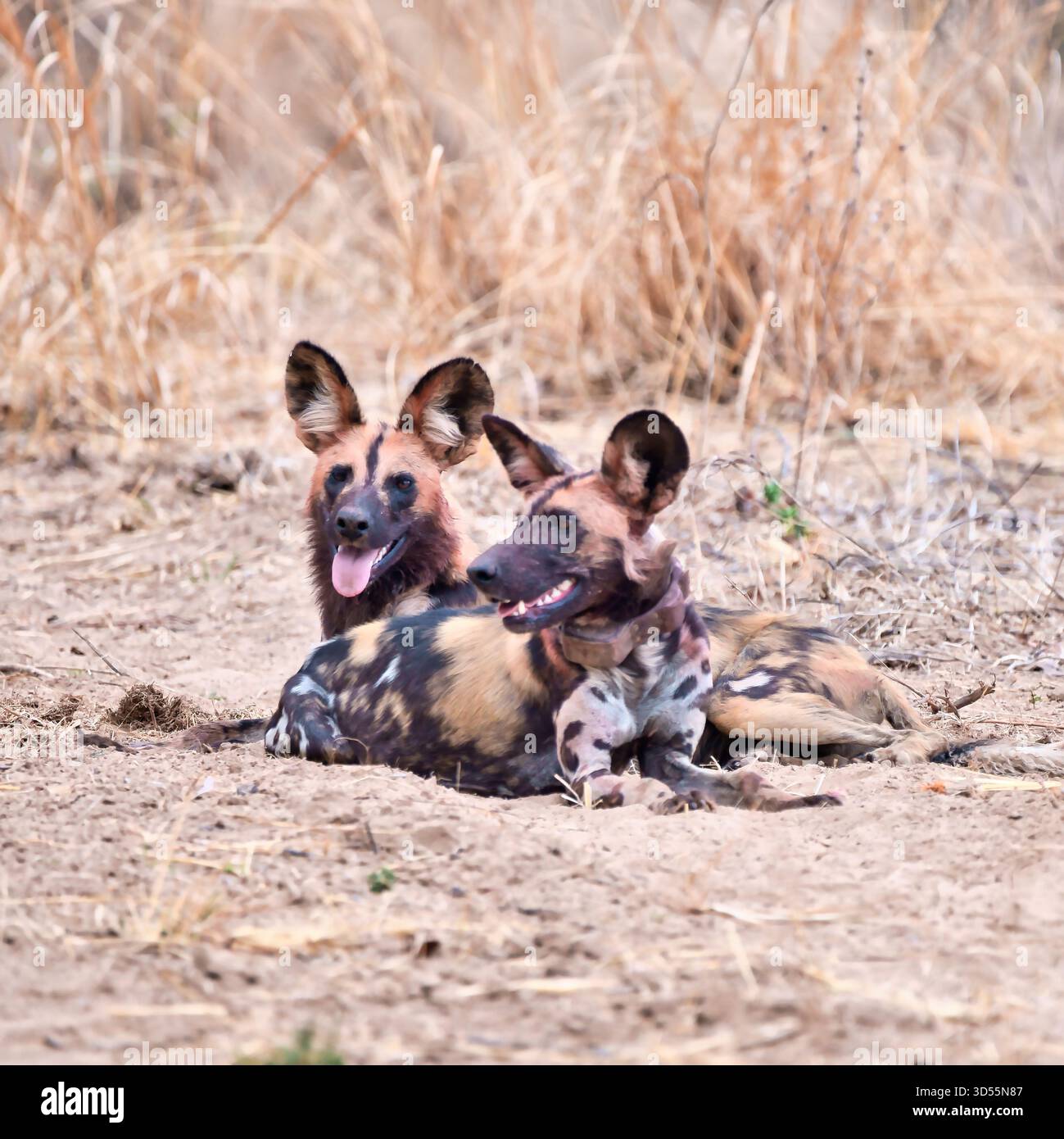Savannas of sub saharan africa hi-res stock photography and images - Alamy