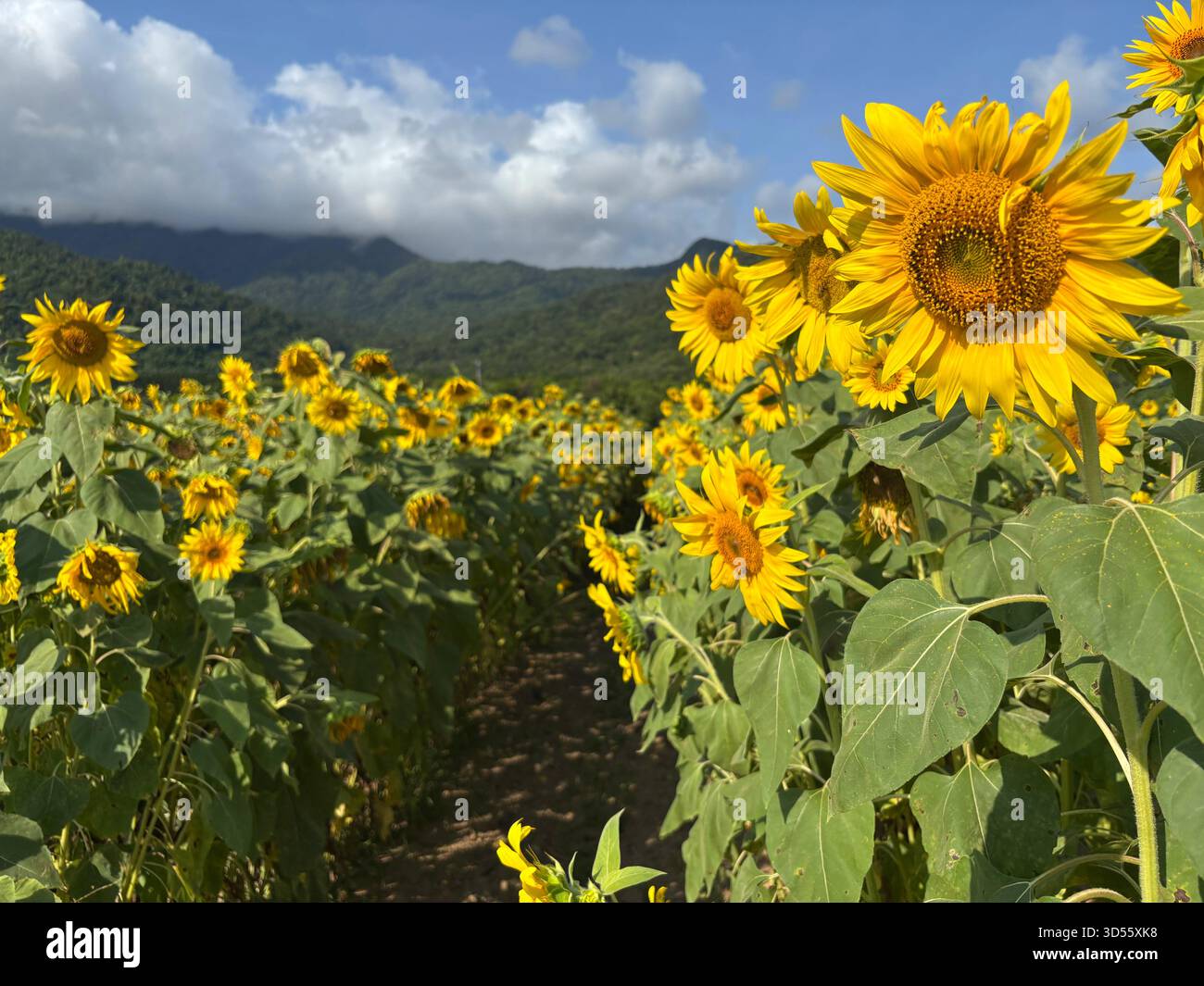 Sunflowers in field with Mount Bellenden Ker in clouds in background, Fishery Falls, near Cairns, Queensland, Australia Stock Photo