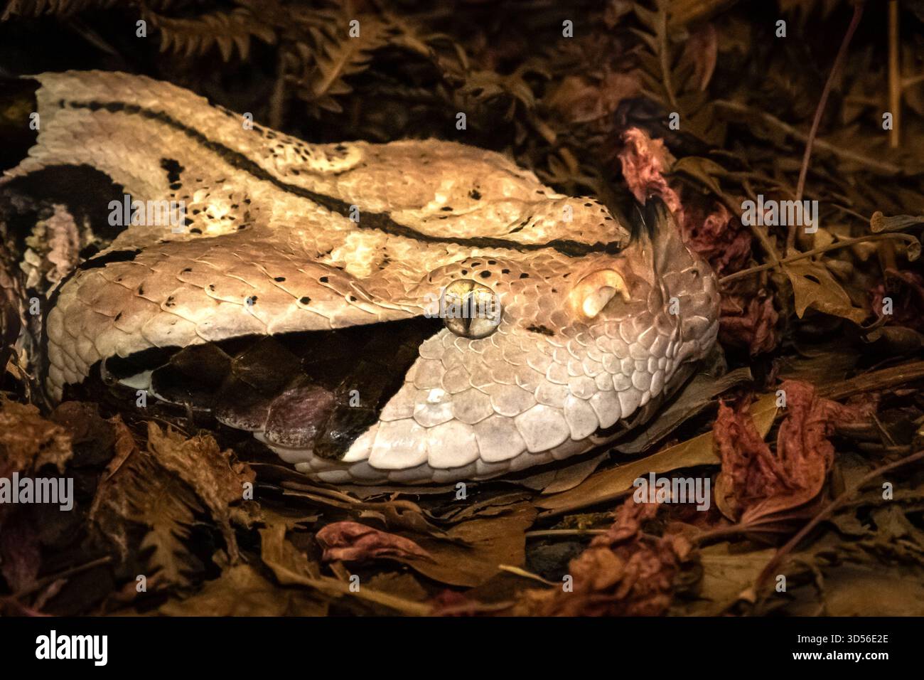 close up of the Gaboon viper (Bitis gabonica) or Gaboon adder. It is ...