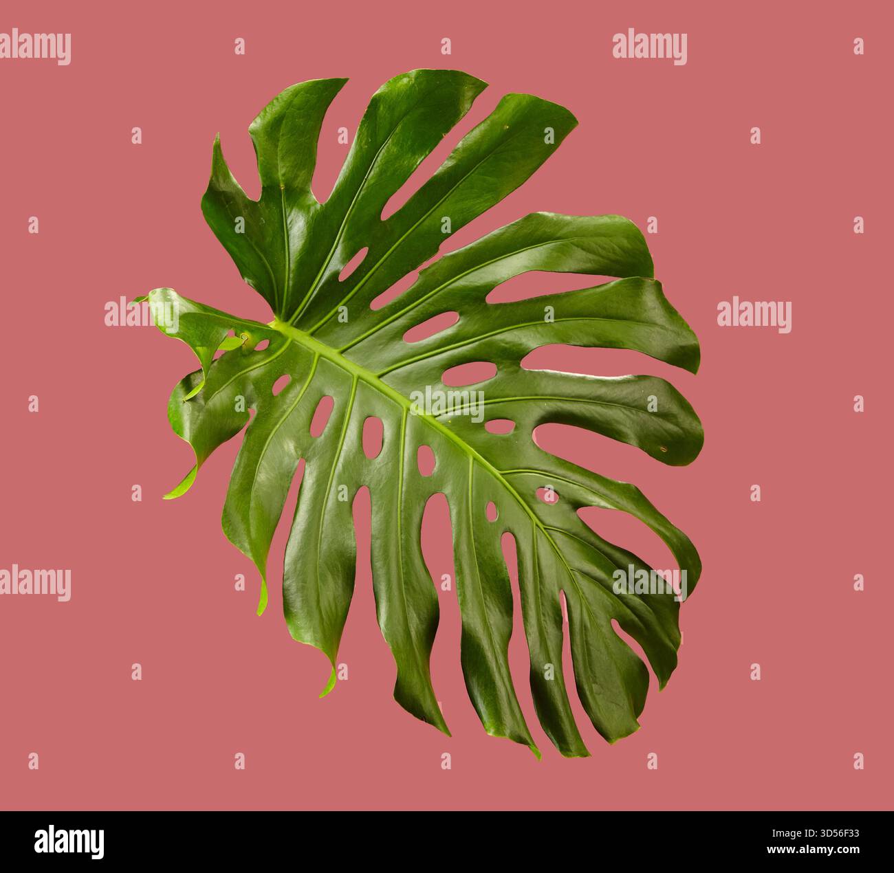 philodendron squamipetiolatum Philodendron squamipetiolatum main image 1