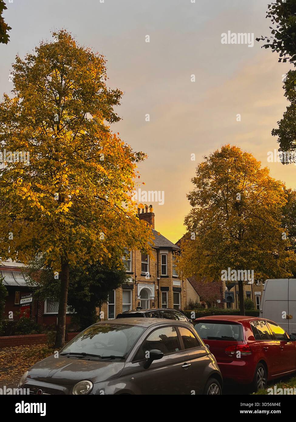 A peaceful residential street in Hull, England, captured at sunset with vibrant golden autumn trees. Warm evening light highlights traditional British - Smartphone Captured Stock Image