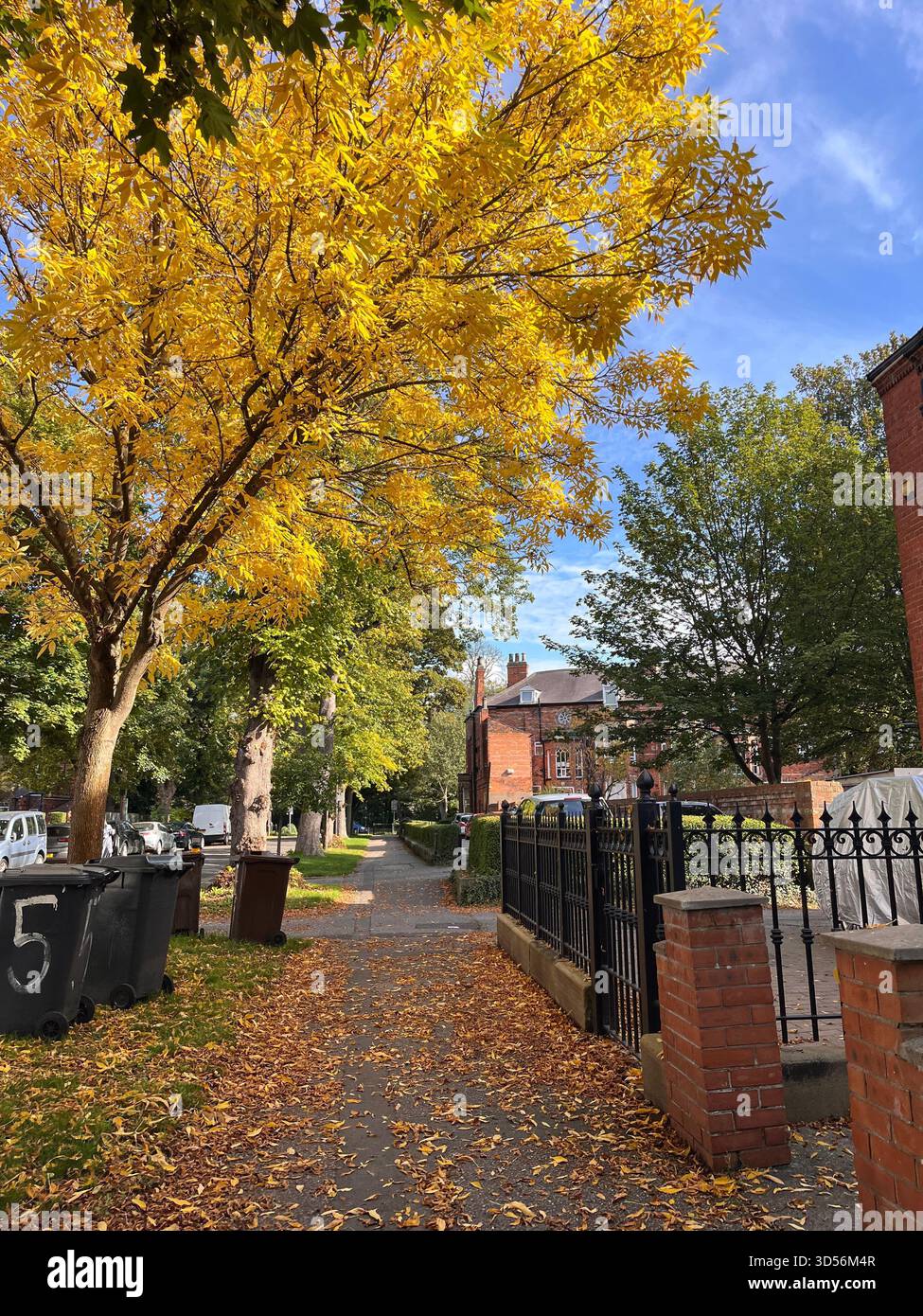 A vibrant autumn scene in Hull, England, showing a footpath lined with bright yellow trees and fallen leaves. Red-brick houses frame the walkway - Smartphone Captured Stock Image
