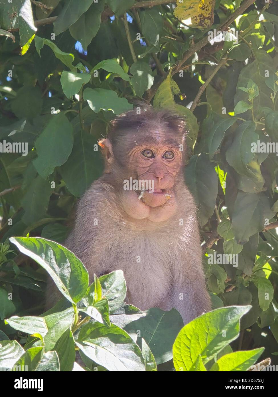 young monkeys sit playfully on a fence under a bright blue sky. Their curious expressions and natural interaction capture a lively moment of wildlife - Smartphone Captured Stock Image