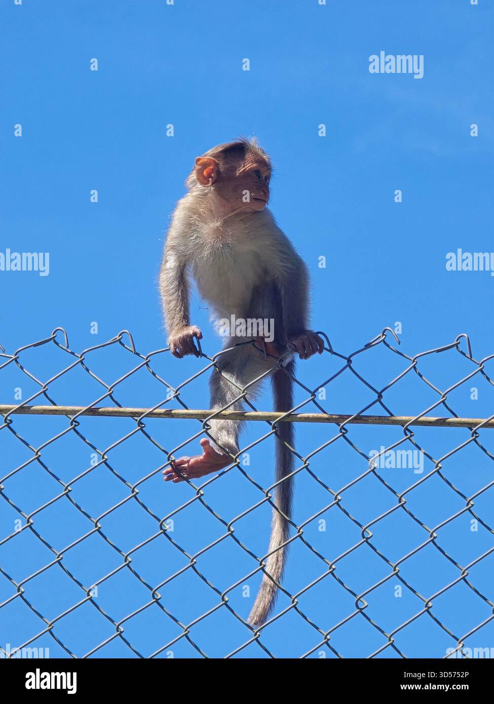 young monkeys sit playfully on a fence under a bright blue sky. Their curious expressions and natural interaction capture a lively moment of wildlife - Smartphone Captured Stock Image