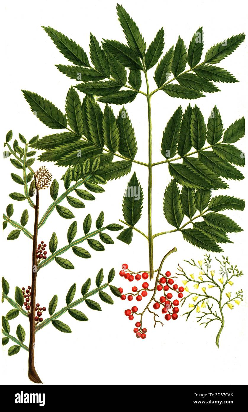 Botany, Plants, Mastic Tree, Tooth-disturbing Tree a. Lentiscus ...