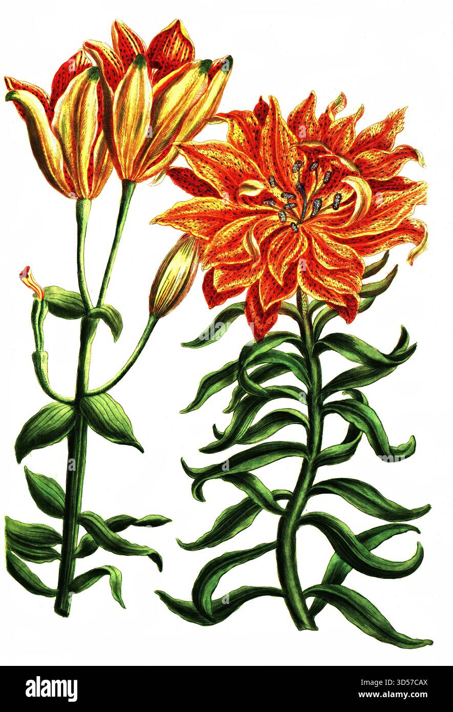 Botany, Plants, Red Lily, Lilium cruentum purpureo, Historical ...