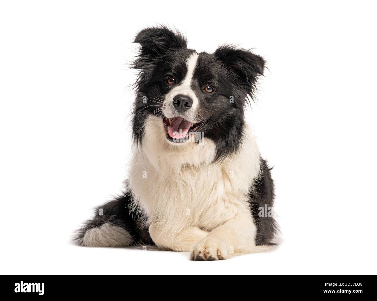 Border collie panting and lying down, isolated on white background Stock Photo