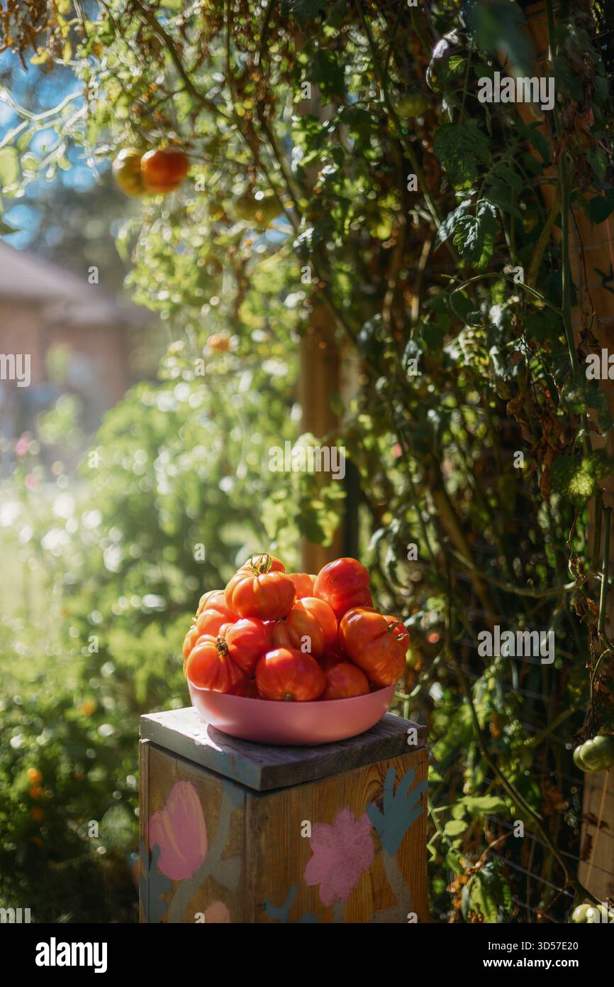 Fresh Picked Tomatoes in Garden with Sunlight Stock Photo