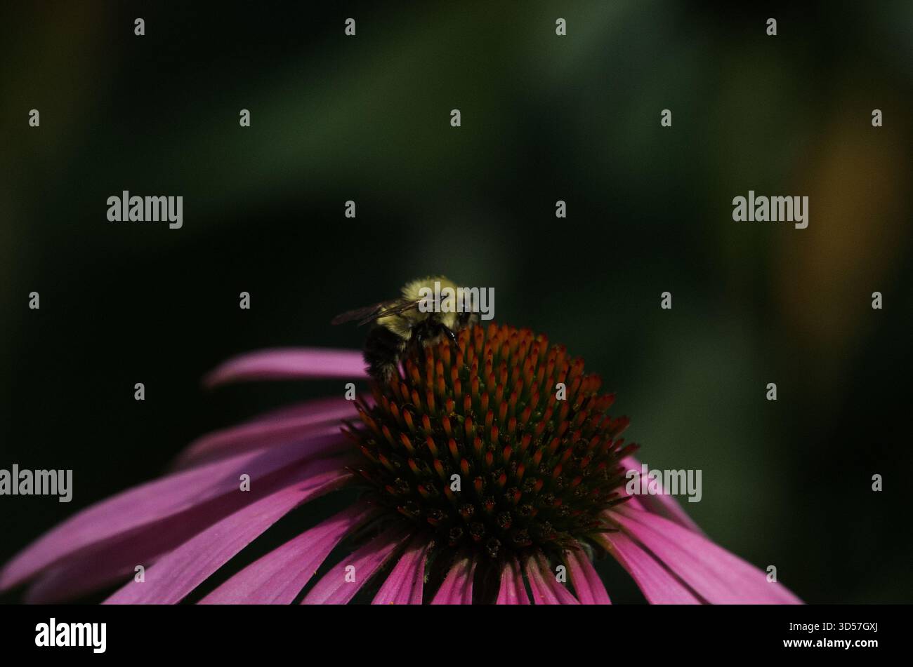 Coneflower fall hi-res stock photography and images - Alamy