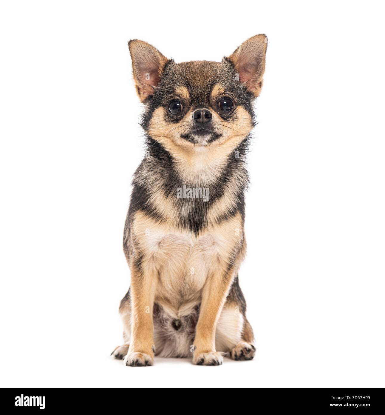 Pomeranian cross chihuahua dog hi-res stock photography and images