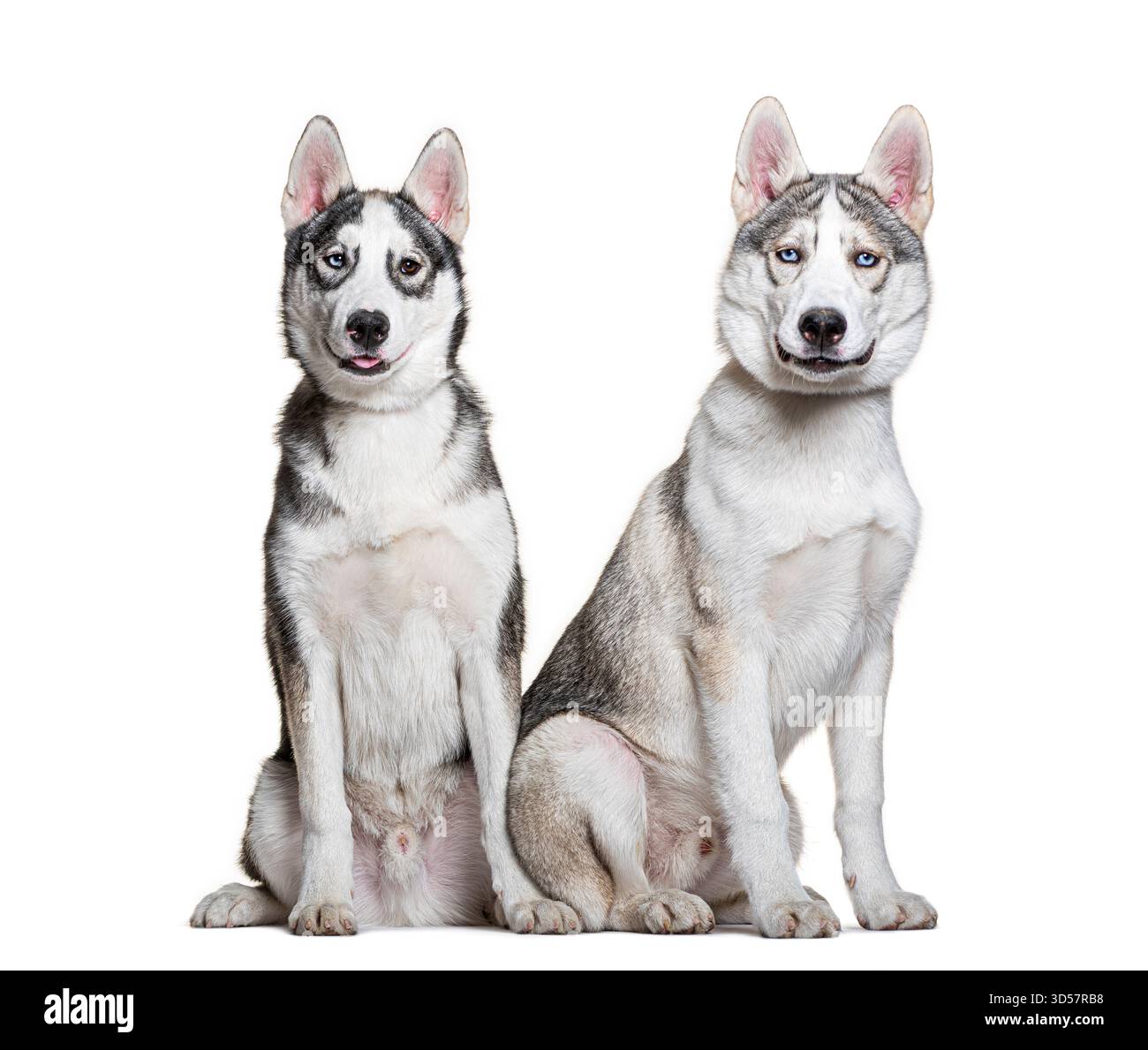 Two siberian huskies sitting side by side, panting on a white background Stock Photo