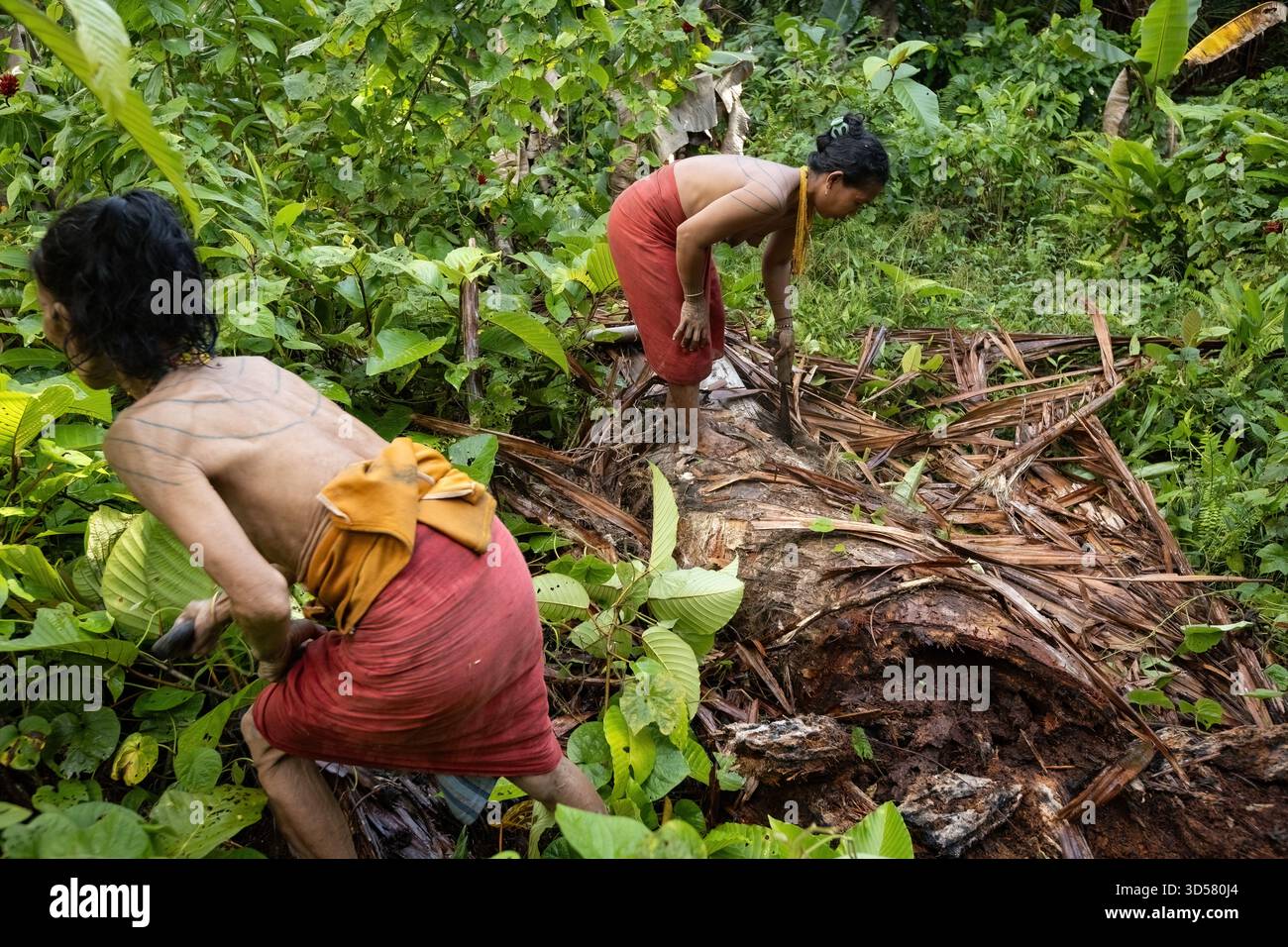 Mentawai tribe women collecting worms from the old rotten tree in ...