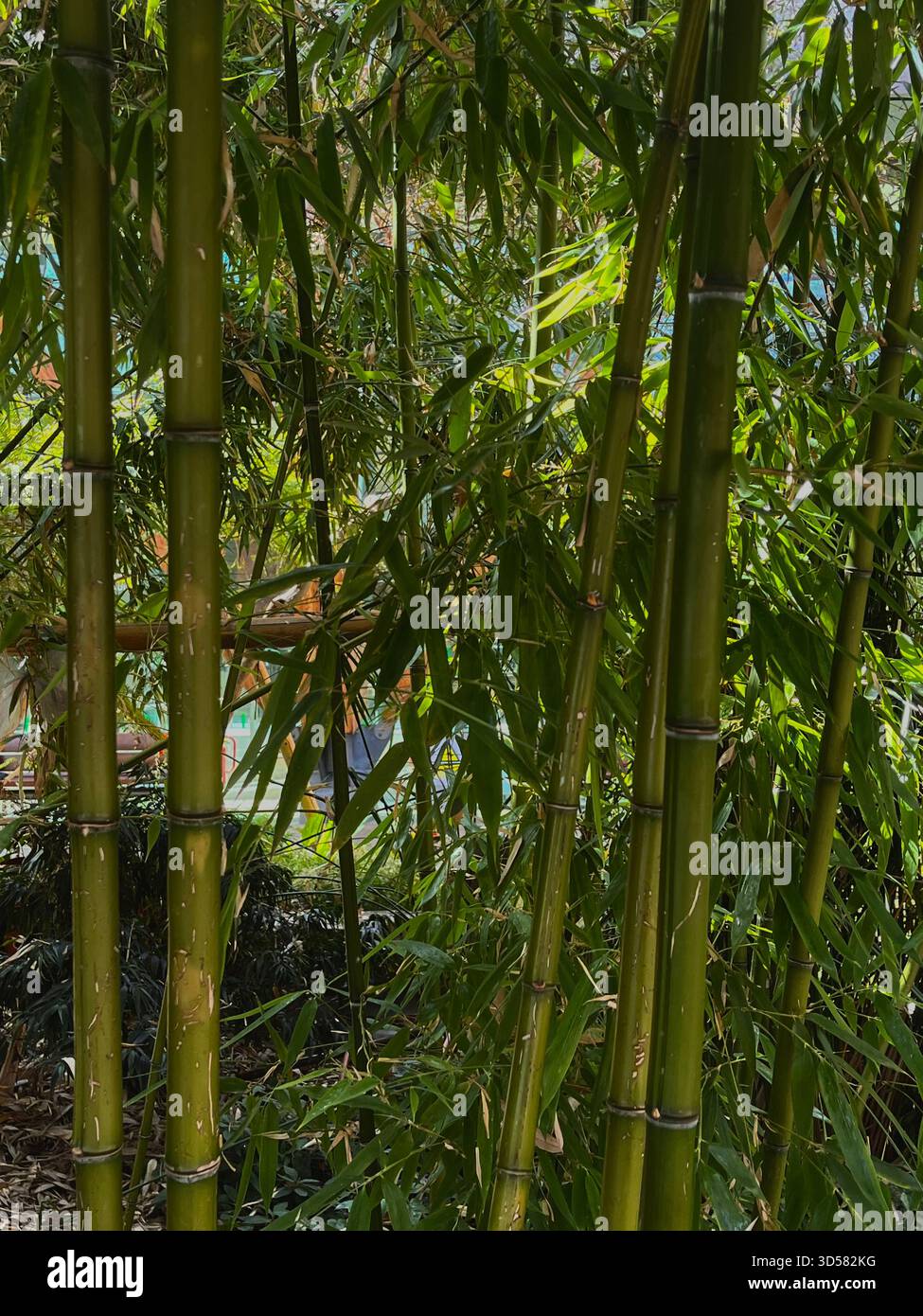 A lush cluster of tall green bamboo photographed at the Sheffield Botanical Gardens. - Smartphone Captured Stock Image