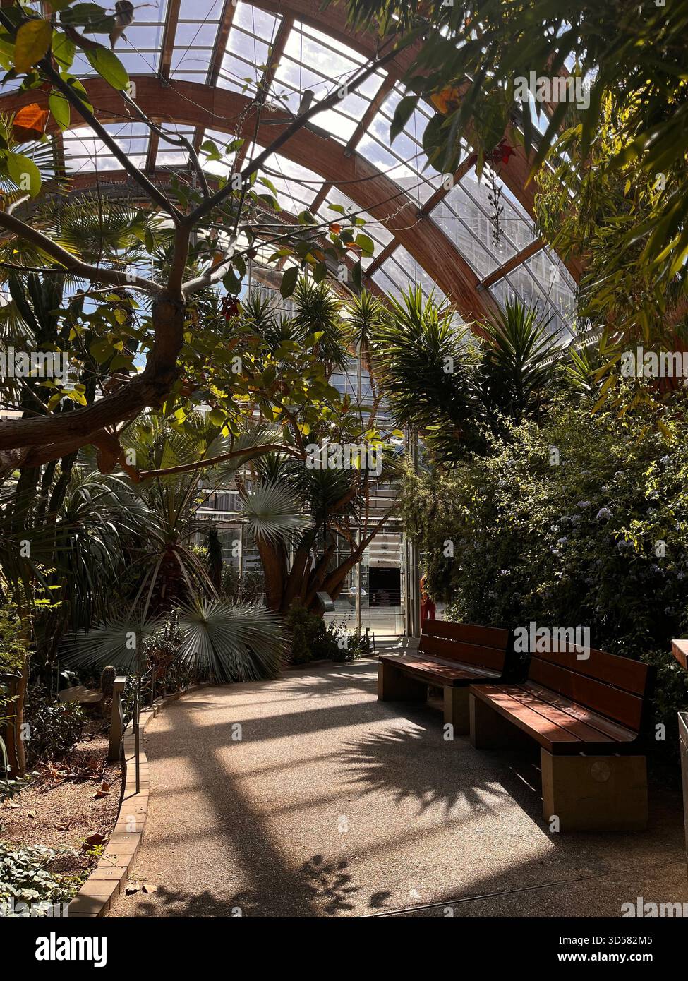 A bright interior of the glasshouse at Sheffield Botanical Gardens, showcasing benches, tropical plants - Smartphone Captured Stock Image