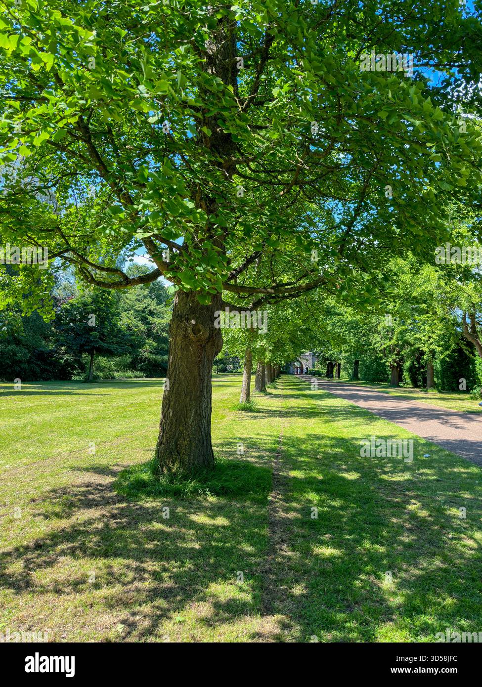 A summer avenue of 37 Ginkgo biloba (Maidenhair) trees in Bute Park from Cardiff Castle to the Castle Mews, planted by William Nelmes in the 1950s - Smartphone Captured Stock Image