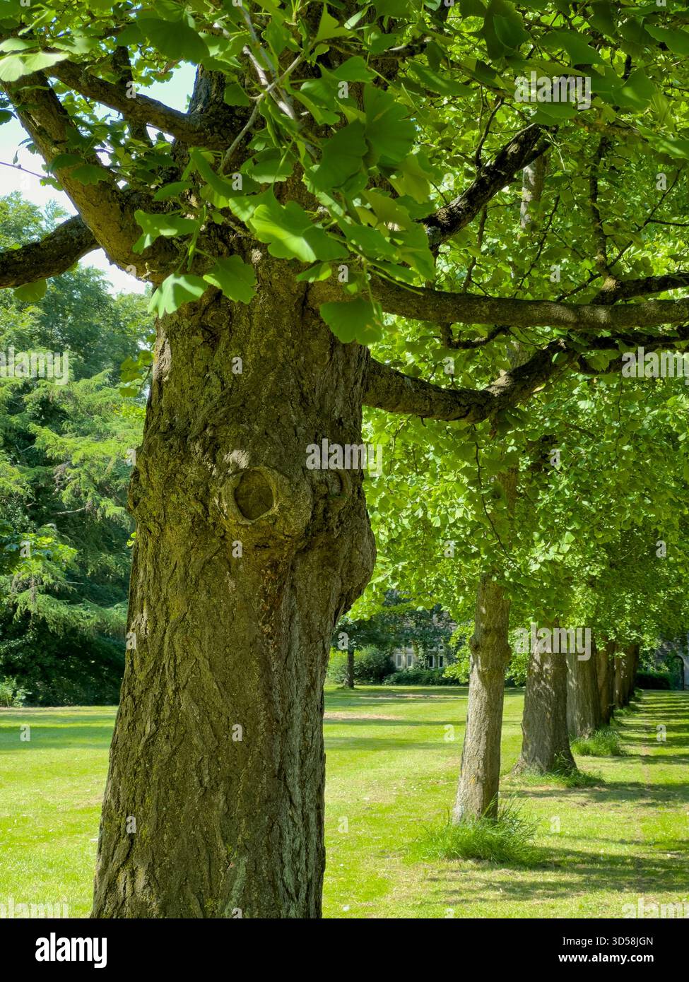 A summer avenue of 37 Ginkgo biloba (Maidenhair) trees in Bute Park from Cardiff Castle to the Castle Mews, planted by William Nelmes in the 1950s - Smartphone Captured Stock Image