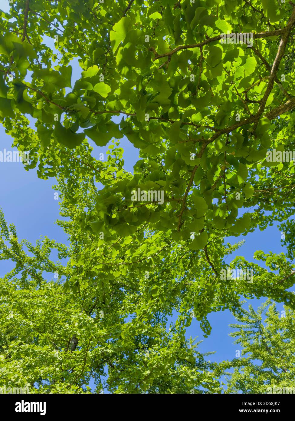 A summer avenue of 37 Ginkgo biloba (Maidenhair) trees in Bute Park from Cardiff Castle to the Castle Mews, planted by William Nelmes in the 1950s - Smartphone Captured Stock Image