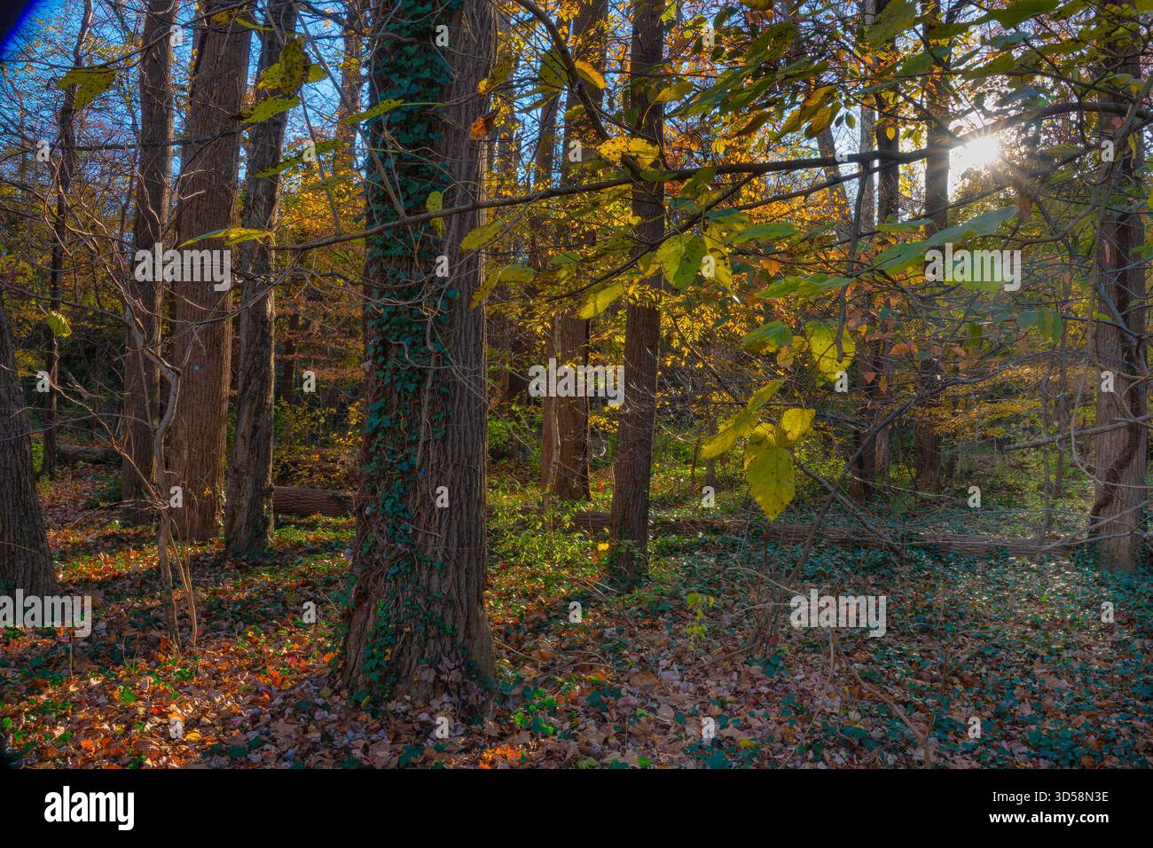 Autumn scenes in a rural park Stock Photo
