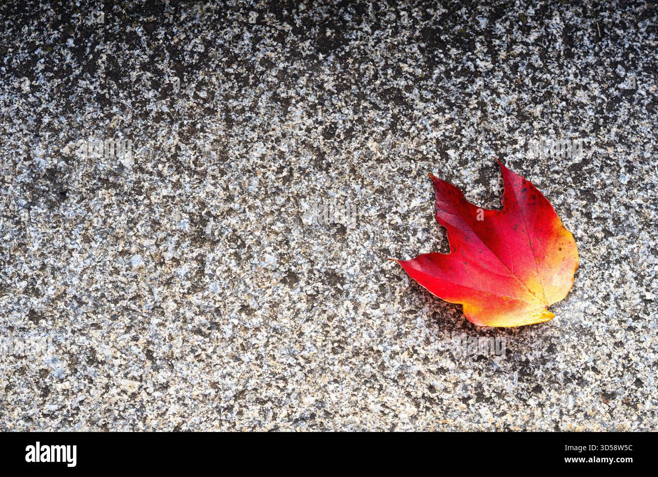 A single red maple leaf on a textured stone surface. Stock Photo