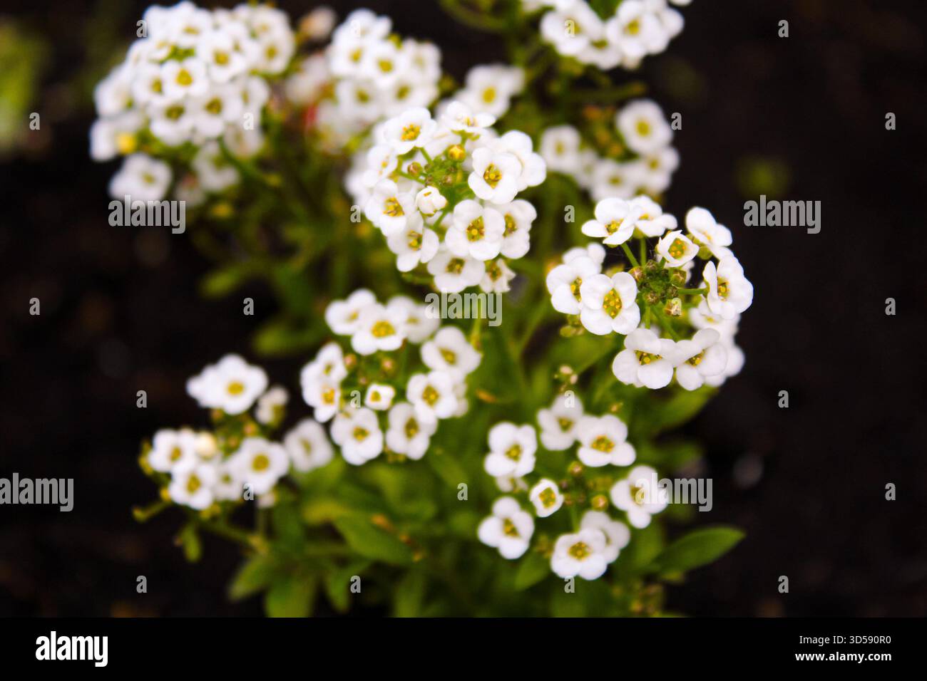 Close up of Lobularia maritima flowers syn. Alyssum maritimum, common ...
