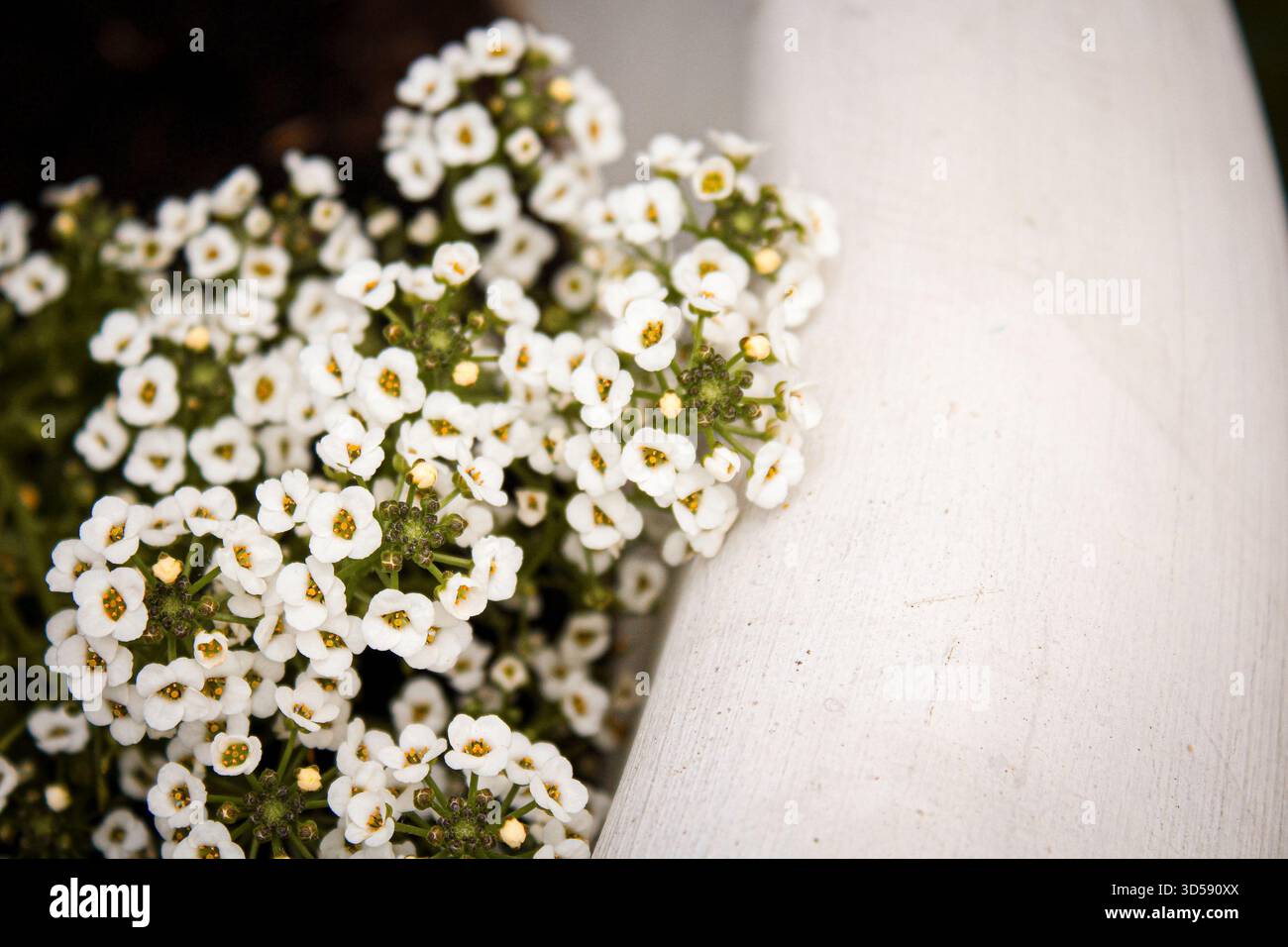 Close up of Lobularia maritima flowers syn. Alyssum maritimum, common ...
