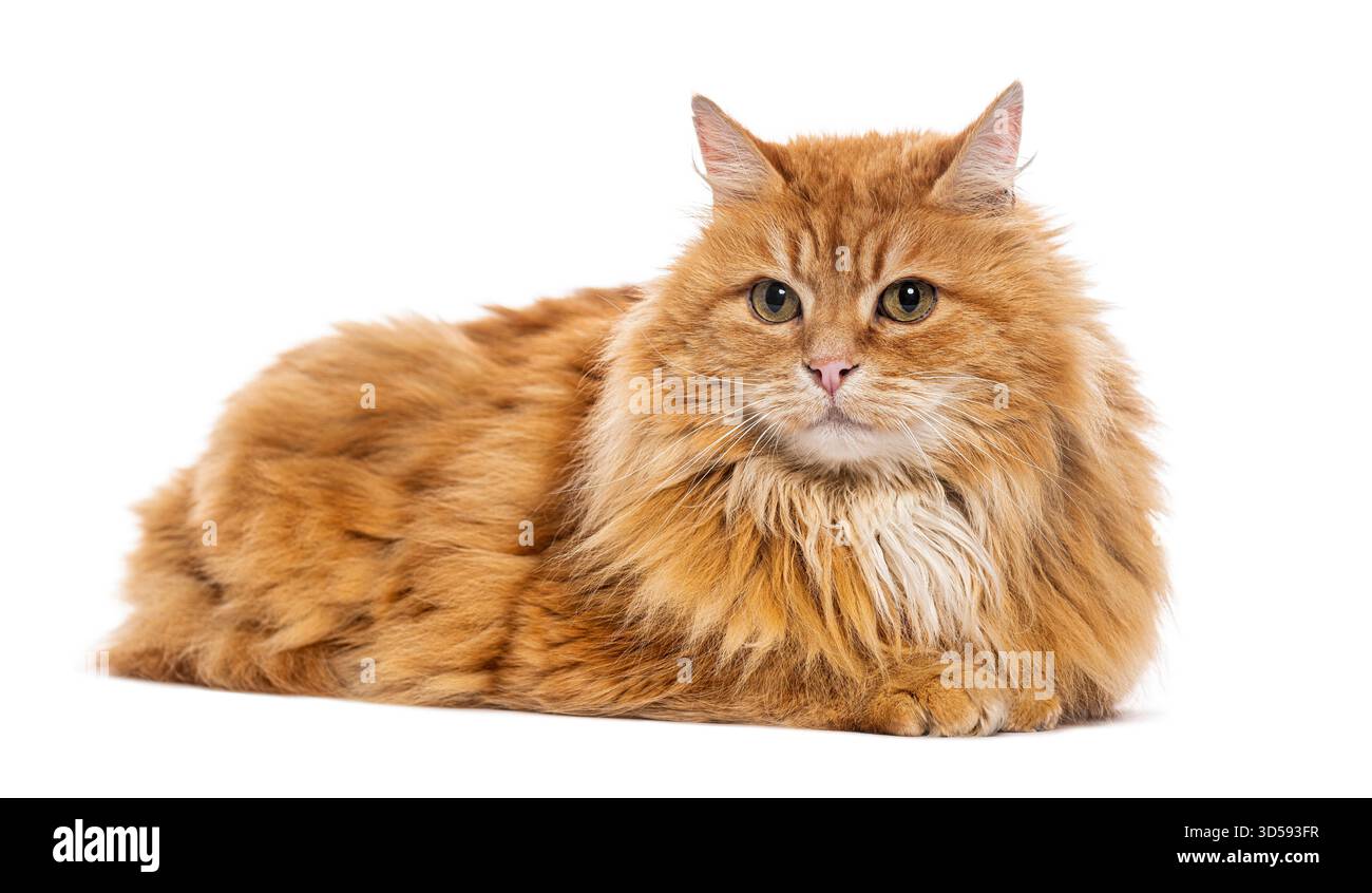 Ginger Siberian cat lying down and looking forward on a white background Stock Photo