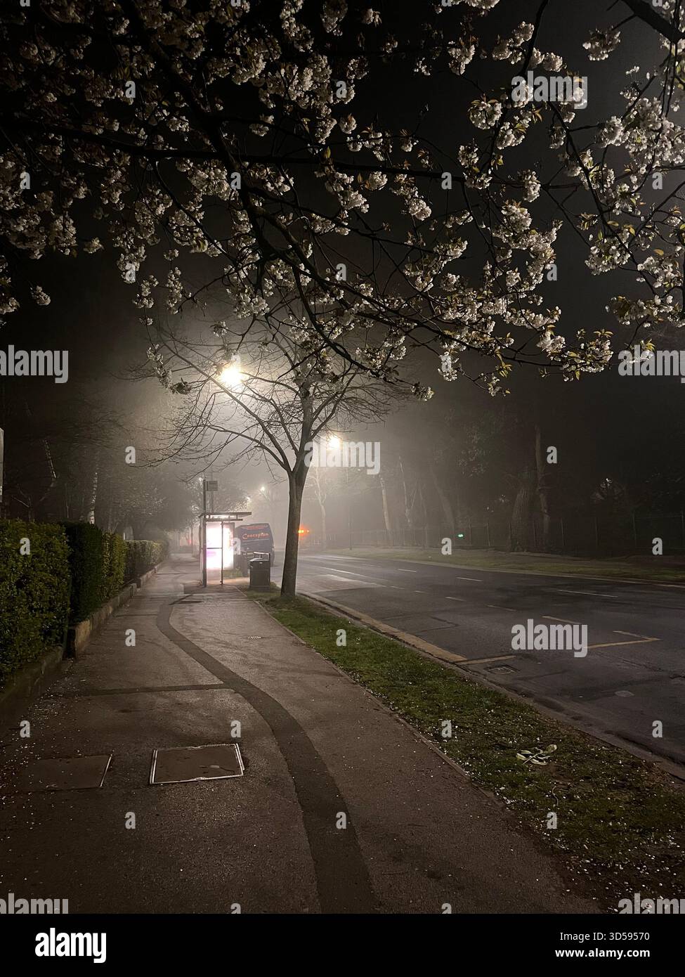 A quiet street in Hull, England, illuminated by streetlights and surrounded by fog, with a blossoming tree in the foreground. The scene captures a pea - Smartphone Captured Stock Image