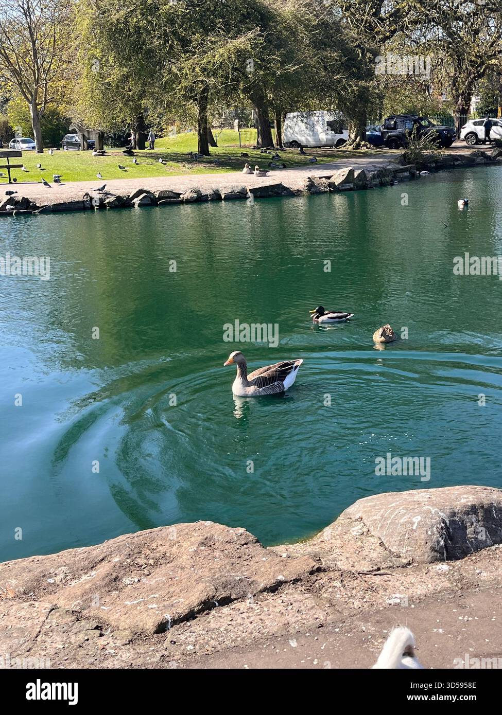 A pair of ducks swim on a green-tinted lake in a Hull park. Trees and rocks surround the peaceful waters, reflecting local urban nature. - Smartphone Captured Stock Image