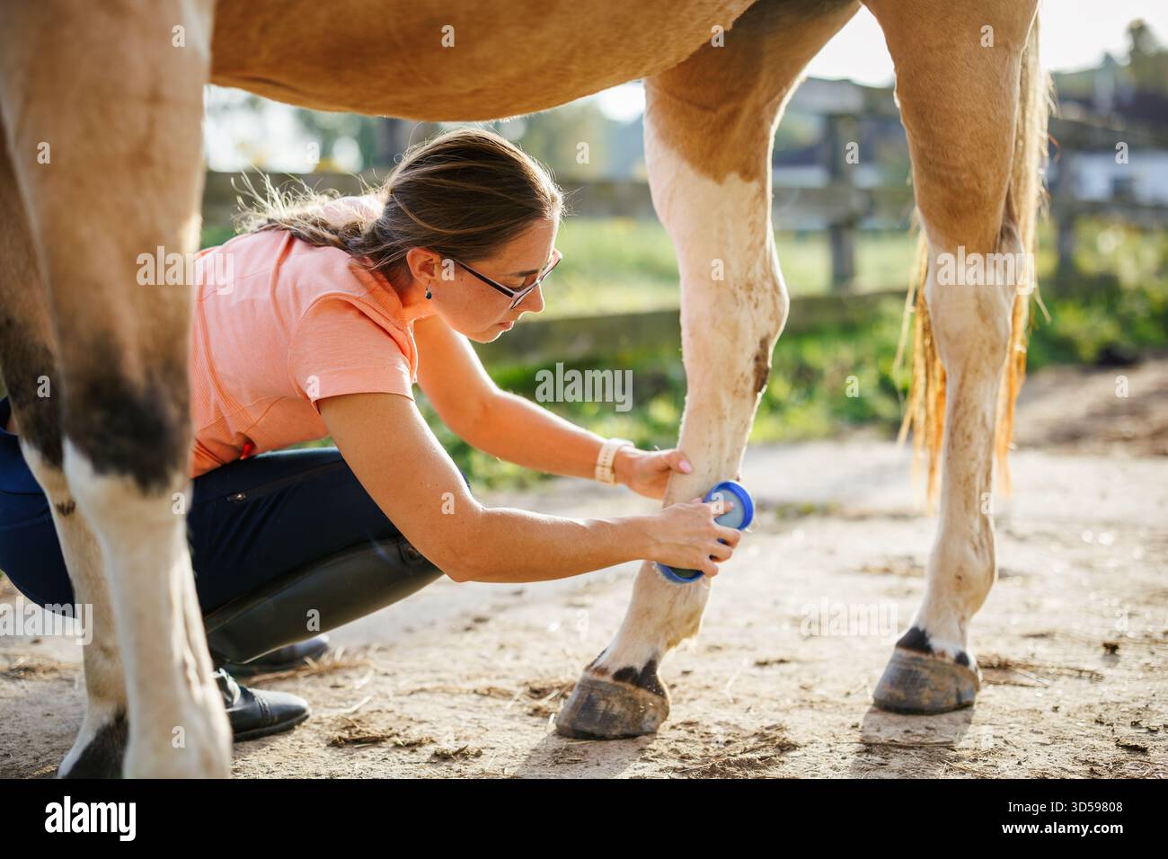 Woman rancher brushing and grooming horse legs after horseback riding ...