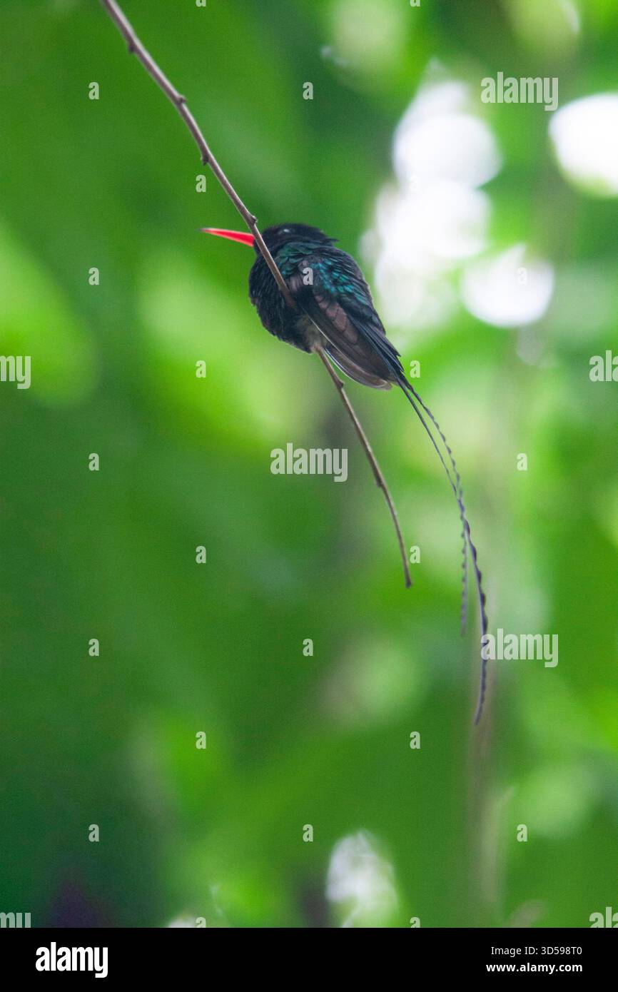 Jamaica, Red-billed Streamertail (Trochilus polytmus) is Jamaica's National Bird and also known as Doctor bird.  In Jamaican folklore, the Doctor Bird Stock Photo