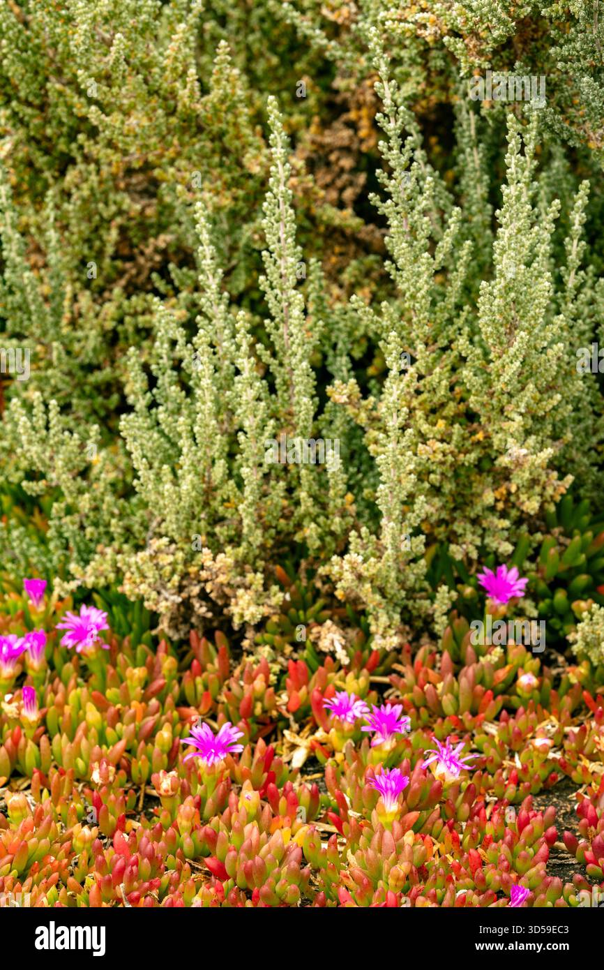 Austrlia Spring Australian flower depiction hi-res stock photography and images - Alamy