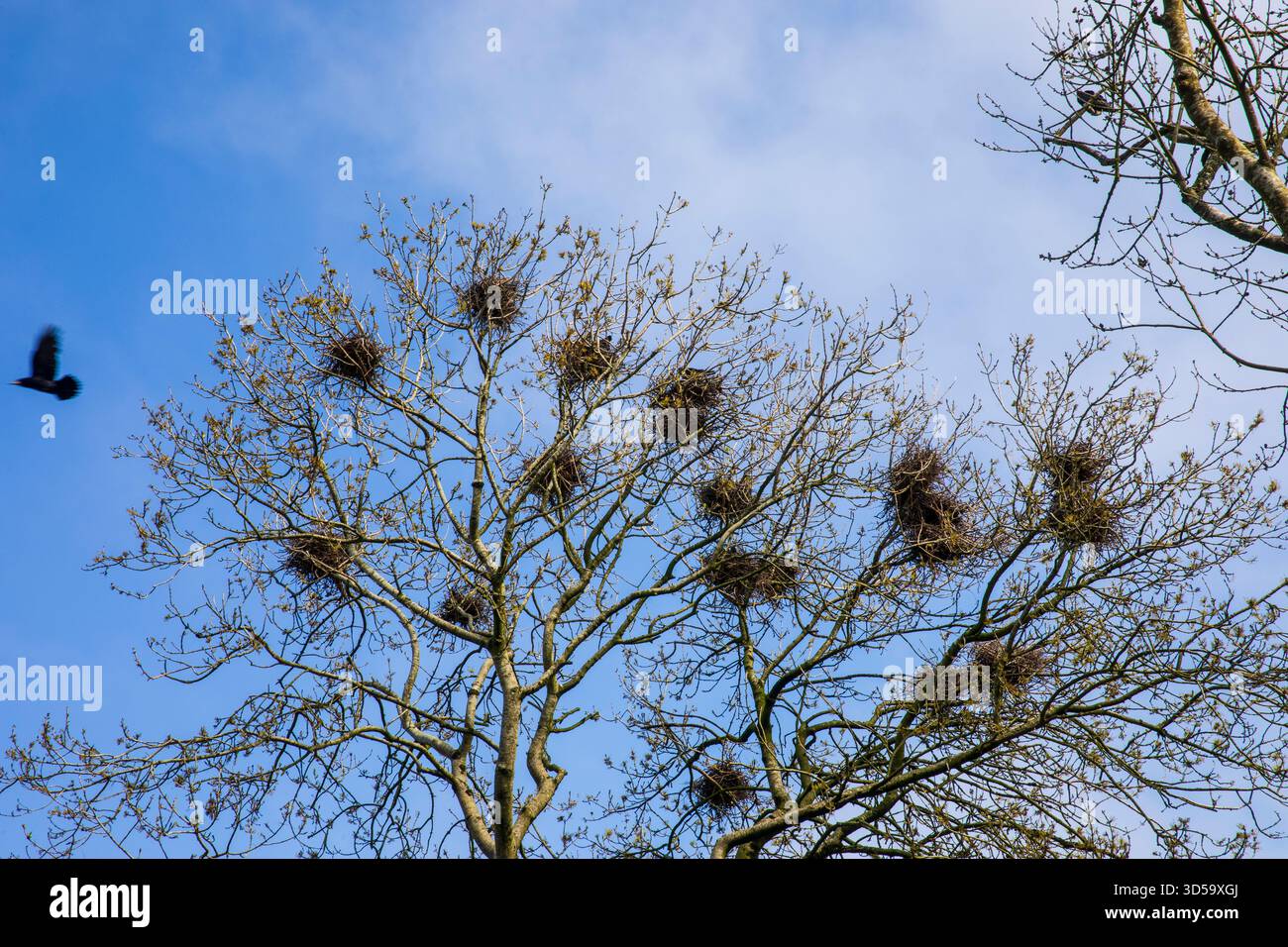 rookery Stock Photo