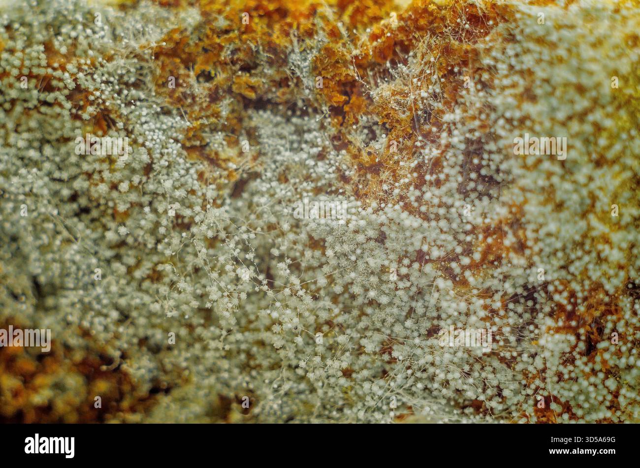 Fungal spores hi-res stock photography and images - Page 4 - Alamy
