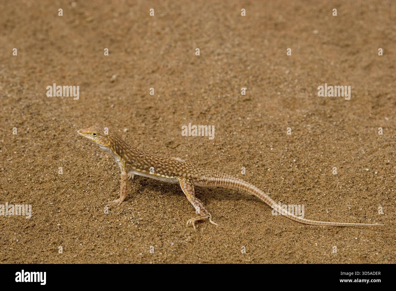 Anchieta's desert lizard, (Meroles anchietae), animals, reptile, lizard ...
