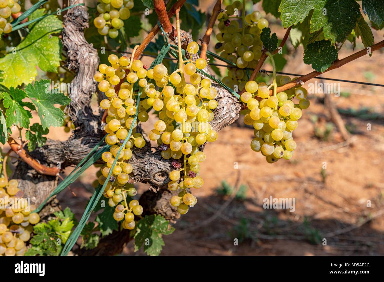 White grapes close up in the vineyard Stock Photo