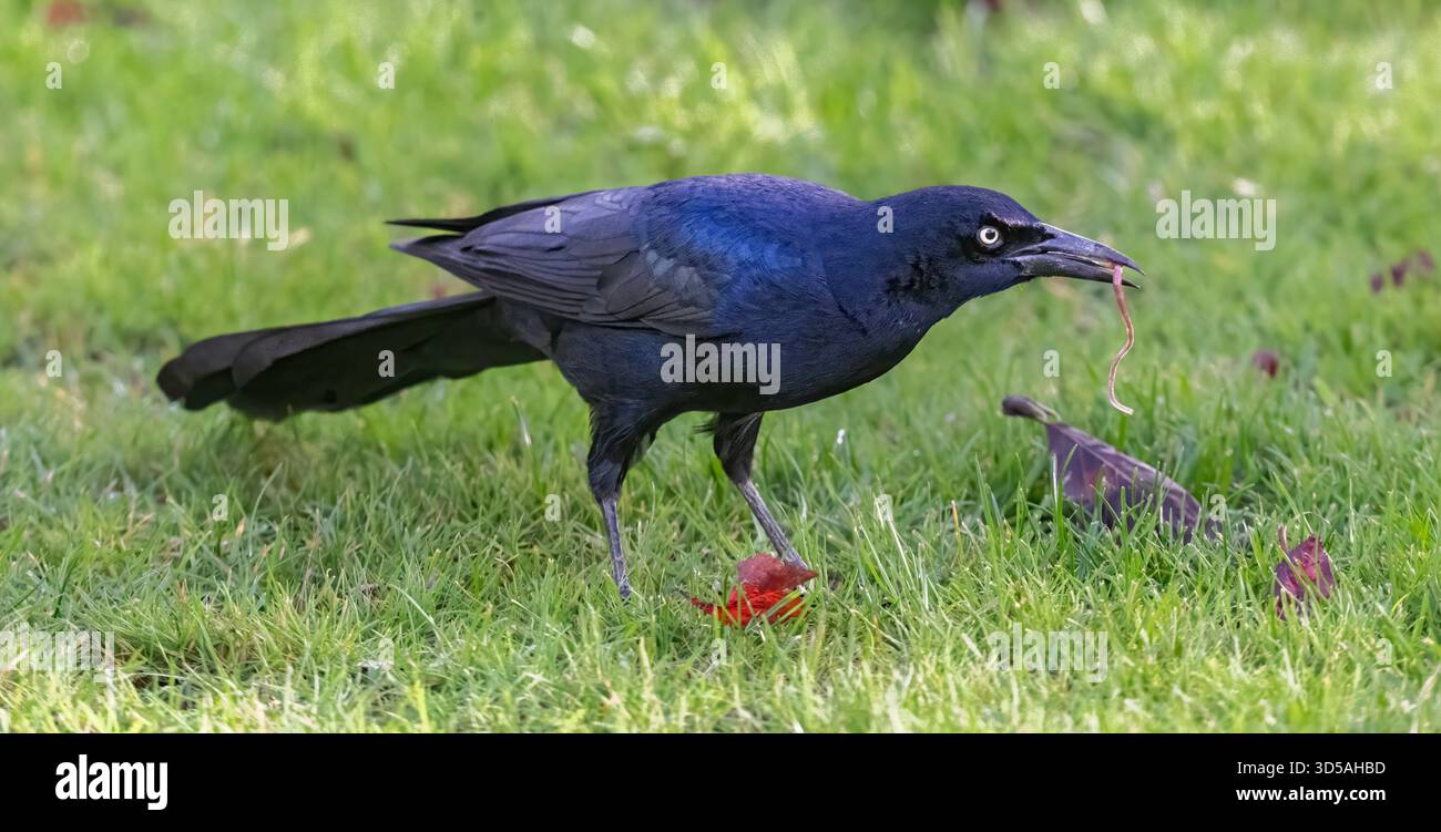 First recorded in the UK Stock Photo - Alamy