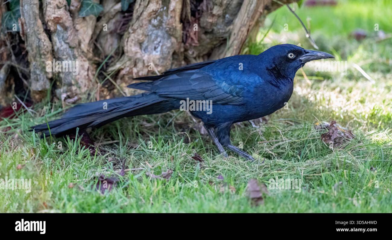 First recorded in the UK Stock Photo - Alamy