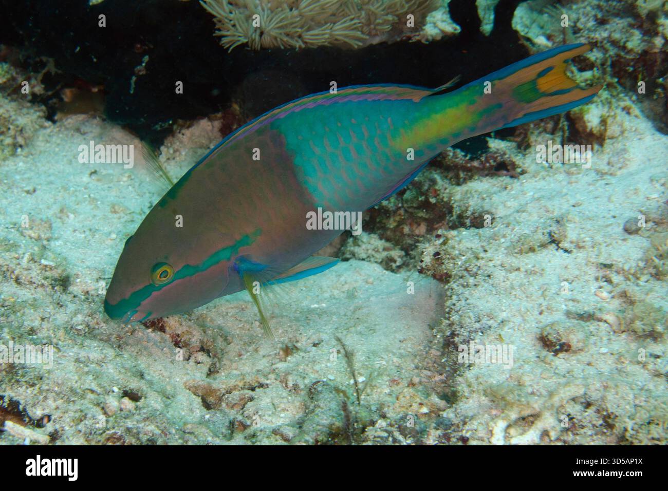 Fish Tail Ridge Fish fin ridge hi-res stock photography and images - Alamy